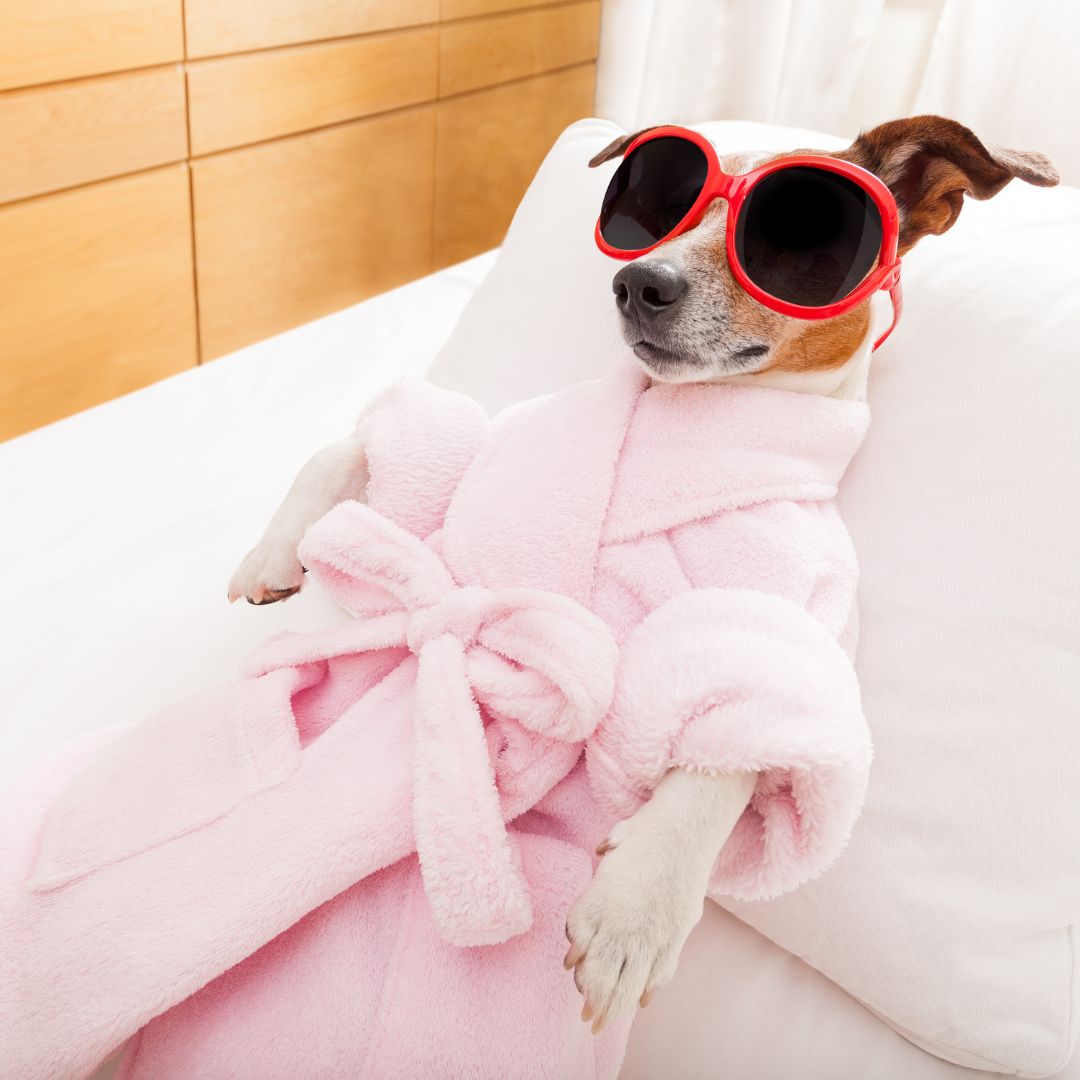 a dog lying on bed with sunglasses and bathrob